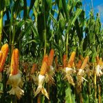 Desafios Climáticos: produção agrícola no Acre é afetada por enchentes em 2024 Desafios Climáticos: produção agrícola no Acre é afetada por enchentes em 2024