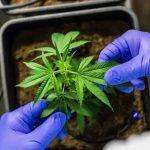 Anvisa defende manutenção de marco regulatório para cannabis medicinal