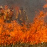 “Estamos em uma das piores situações”, diz Marina sobre Pantanal
