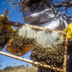 Rio Grande do Sul contabiliza perda de 17 mil colmeias desde enchentes Rio Grande do Sul contabiliza perda de 17 mil colmeias desde enchentes