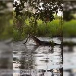 Vídeo. Jacaré e sucuri brigam por mais de 2 horas em rio do Pantanal