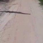 Jiboia de 2,5 metros é flagrada no Ramal do Esquerdo no interior Acre