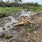 Praga de lagartas causa devastação em Roraima: 7 mil bois perecem por falta de pasto