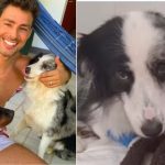 Cauã Reymond mostra recuperação de Shakira, sua cachorra envenenada