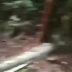 Descoberta Chocante: Mulher de 30 anos é encontrada dentro de cobra gigante