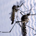 Tendências Divergentes: Dengue apresenta queda, chikungunya em ascensão no Acre