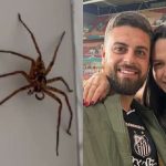 'Batismo aconteceu': Casal de brasileiros encontra aranha ‘gigante’ em banheiro na Austrália 'Batismo aconteceu': Casal de brasileiros encontra aranha ‘gigante’ em banheiro na Austrália