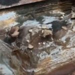 Cogumelos nascem em processos que ficaram submersos em enchentes do RS