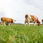 Dinamarca deve ser 1º país a taxar pum e arroto de gado devido à emissão de CO2