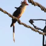 Sinal de Alerta: Desmatamento causa rara aparição de anu-branco pela primeira vez no Acre; pássaro asa-branca também foi visto Sinal de Alerta: Desmatamento causa rara aparição de anu-branco pela primeira vez no Acre; pássaro asa-branca também foi visto