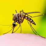 Dia Mundial do Mosquito: A luta contra as doenças inseto-vetores