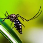 Queda de casos de dengue no Brasil deve se manter até fim de novembro Queda de casos de dengue no Brasil deve se manter até fim de novembro