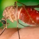 Brasil investiga morte por febre do Oropouche no Paraná
