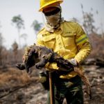Incêndios no Acre: Mais de 400 ocorrências envolvendo animais e impacto ambiental crescente