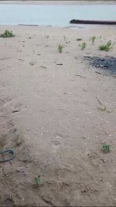 Tarauacá: Chuva de granizo causa surpresa e preocupa moradores