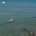 Cachorro ataca tubarão em praia espanhola; veja o vídeo