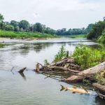 Rio Acre: Crime ambiental causa morte de peixes e alerta para risco à saúde Rio Acre: Crime ambiental causa morte de peixes e alerta para risco à saúde