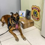 Eagle, o herói de quatro patas, se aposenta com glória e uma última missão de sucesso Eagle, o herói de quatro patas, se aposenta com glória e uma última missão de sucesso