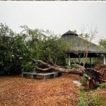 Rio Branco enfrenta forte chuva: casas destelhadas, árvores caídas e Rio Acre em alta