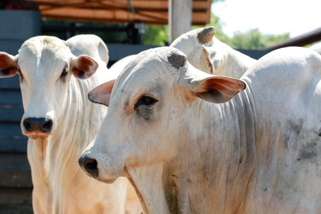 Crise na Pecuária: Acre enfrenta falta de gado e preço da carne pode disparar