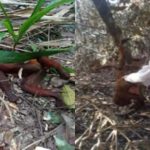Alerta em Roraima: Macaco morre de febre amarela e Saúde intensifica vigilância