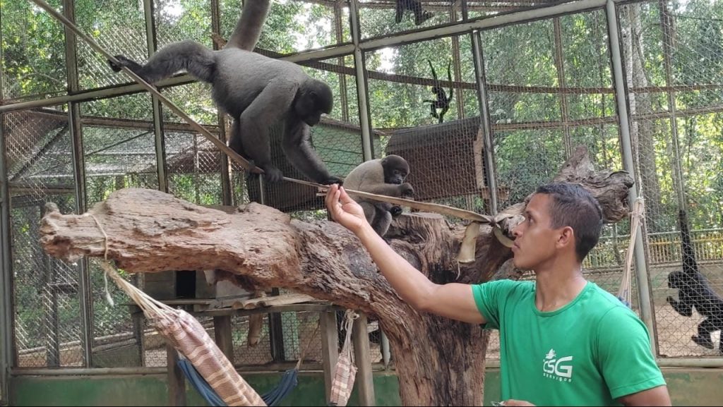 Novo morador no Parque Chico Mendes; jovem macaco-barrigudo se junta à família