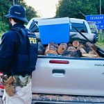 Operação Arco Verde II: PRF combate crimes ambientais no Acre e apreende madeira ilegal, pássaros e veículos Operação Arco Verde II: PRF combate crimes ambientais no Acre e apreende madeira ilegal, pássaros e veículos