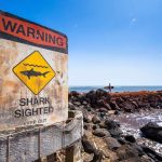 Tubarão arranca parte da perna de surfista de 61 anos no Havaí