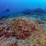 Confundido com um navio: exploradores encontram o maior coral do mundo perto das Ilhas Salomão