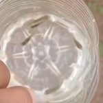 Vídeo mostra supostos peixes dentro de coco verde e intriga internautas