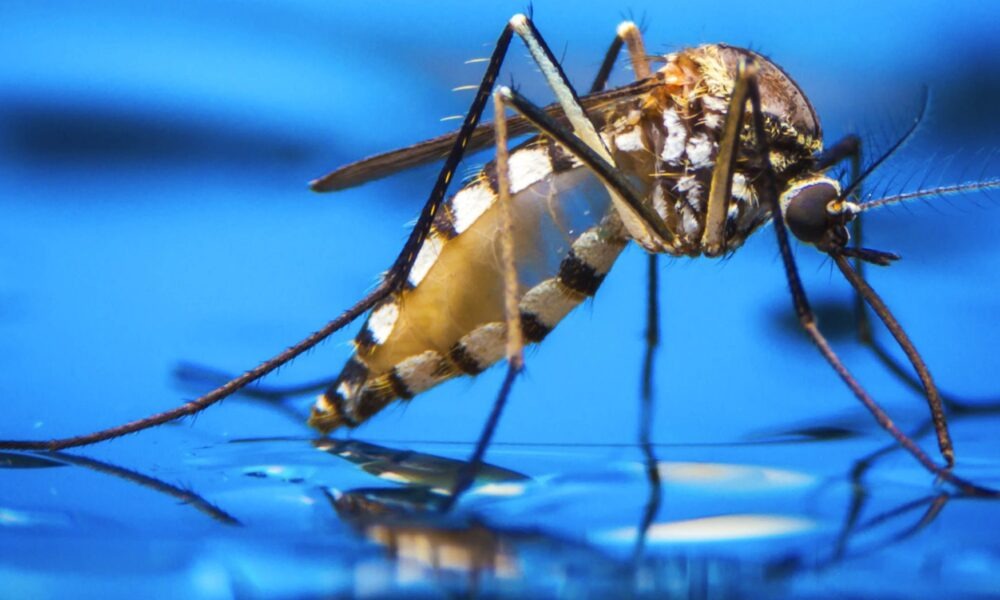 Combate à Dengue no Acre: Ministério da Saúde reforça ações até este sábado