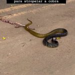 A Morte Indiferente: Crueldade contra cobra em Rio Branco revela descaso com a fauna A Morte Indiferente: Crueldade contra cobra em Rio Branco revela descaso com a fauna