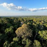 Pesquisa encontra em bactérias amazônicas a chave para novos fármacos