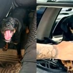 Tutor é preso por maus-tratos após abandonar cachorro em carro sob sol forte no interior de SP