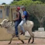 Alunos de Rodrigues Alves utilizam boi e cavalos para ir à escola Alunos de Rodrigues Alves utilizam boi e cavalos para ir à escola