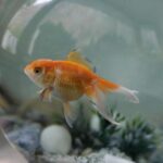 Serviço alerta sobre perigos em soltar peixes dourados na natureza: ‘Destruidores de ecossistemas’ Serviço alerta sobre perigos em soltar peixes dourados na natureza: ‘Destruidores de ecossistemas’