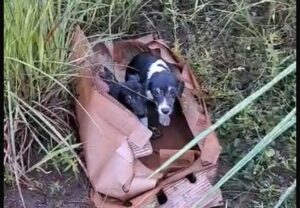 Motorista do Samu grava vídeo e mostra casal de filhotes de cachorro abandonados na Arena da Floresta, em Rio Branco
