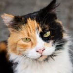O que os gatos sentem quando ficam sozinhos em casa?
