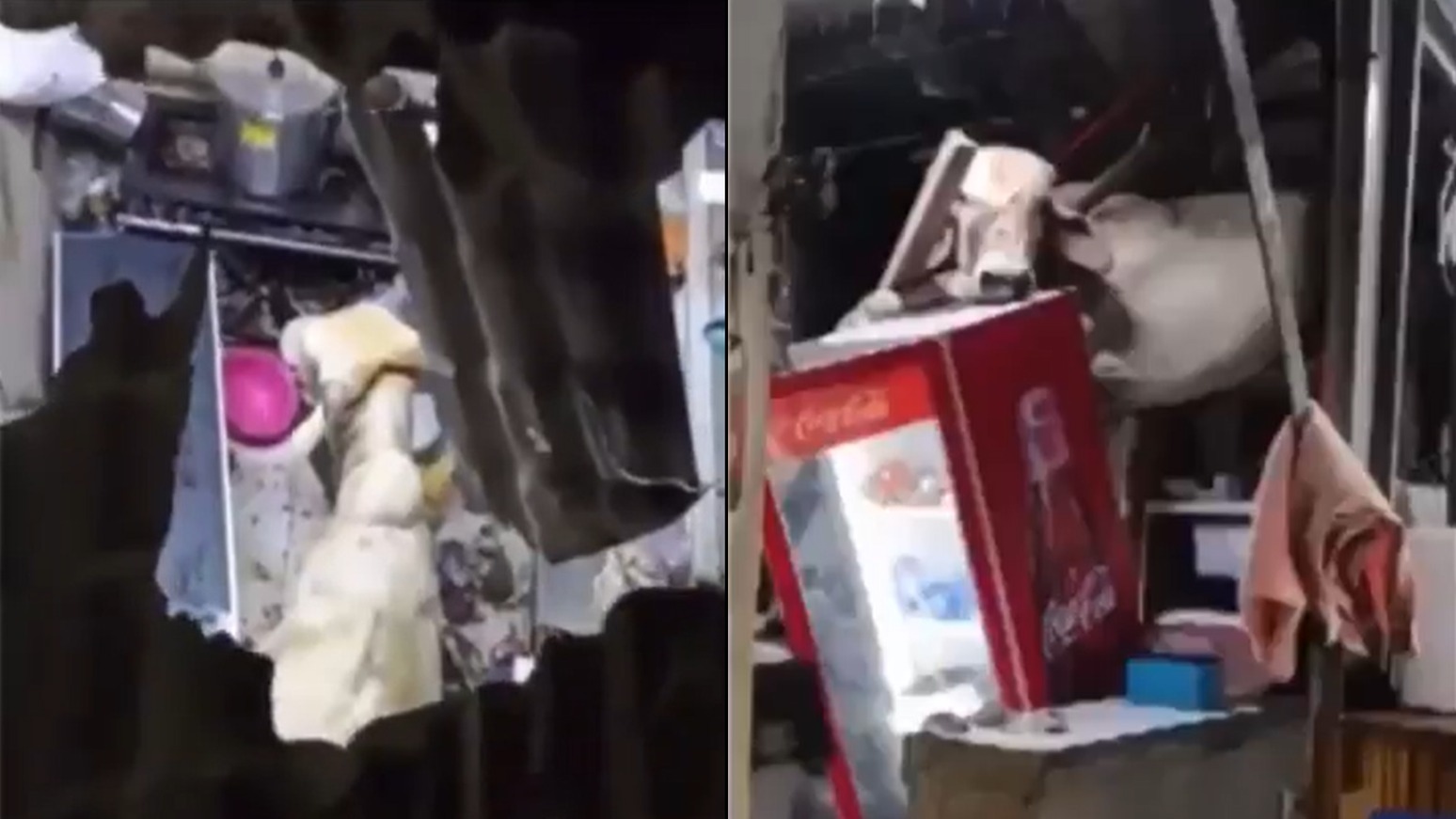 Vaca fujona cai sobre telhado de bar, despenca na cozinha e deixa uma funcionária ferida Vaca fujona cai sobre telhado de bar, despenca na cozinha e deixa uma funcionária ferida