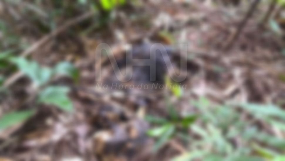 Ossada humana é encontrada em área de mata em Brasiléia, no interior do Acre
