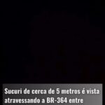 Sucuri de 5 metros é avistada atravessando BR-364 no interior do Acre