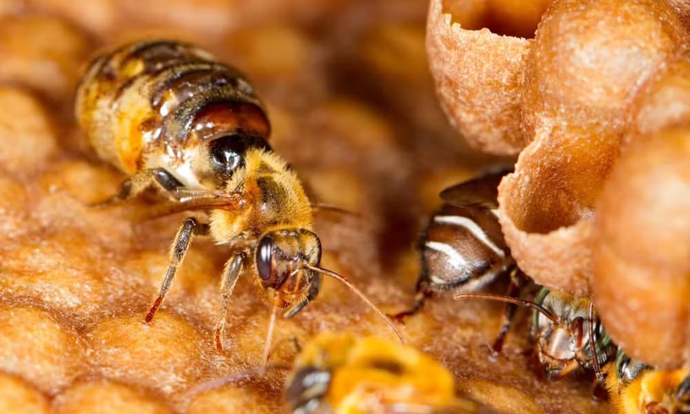 Abelhas amazônicas peruanas são os primeiros insetos do mundo a ganharem reconhecimento de direitos legais