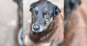 Redes sociais devem remover conteúdos que identifiquem supostos agressores do cão Orelha