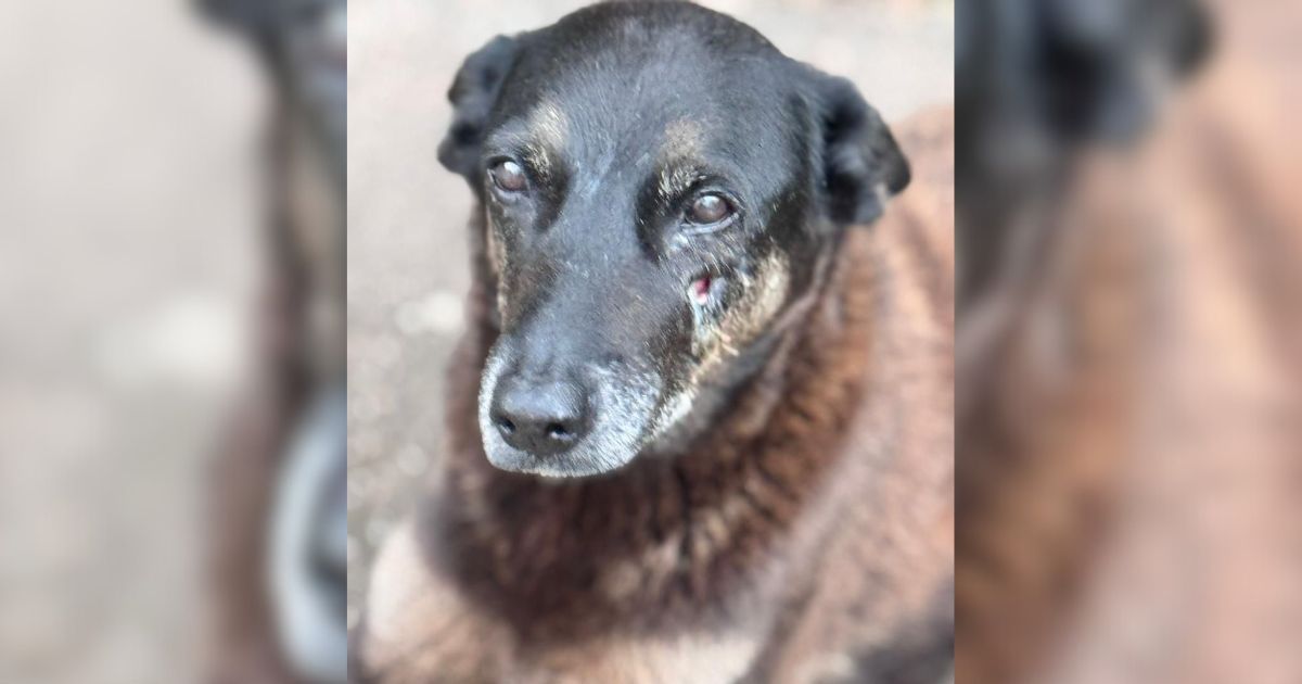 Redes sociais devem remover conteúdos que identifiquem supostos agressores do cão Orelha Redes sociais devem remover conteúdos que identifiquem supostos agressores do cão Orelha