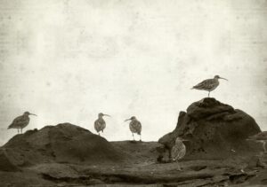 Adeus para sempre! A IUCN confirma extinção de seis animais em 2025