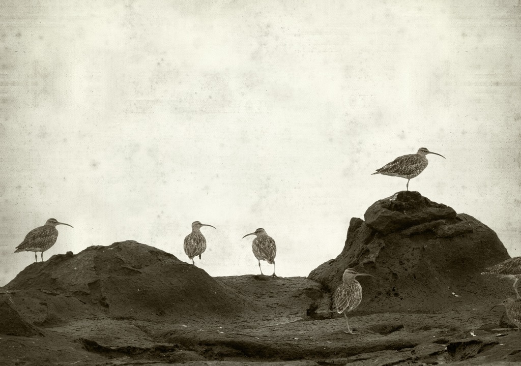 Adeus para sempre! A IUCN confirma extinção de seis animais em 2025