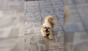 Caso Kiko: tutor é indiciado por abandonar cachorro em pet shop de Florianópolis