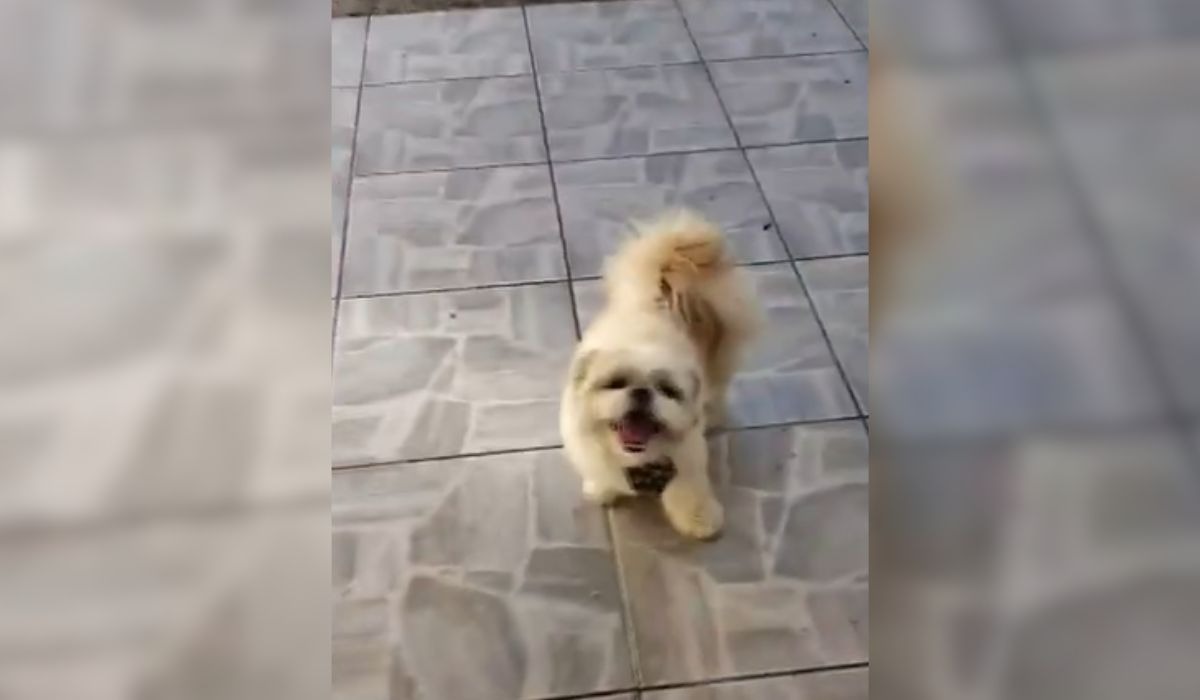 Caso Kiko: tutor é indiciado por abandonar cachorro em pet shop de Florianópolis Caso Kiko: tutor é indiciado por abandonar cachorro em pet shop de Florianópolis