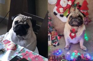 Cão morre de hipertermia 6 horas após ser deixado em hotel pet: ‘Confiei neles’