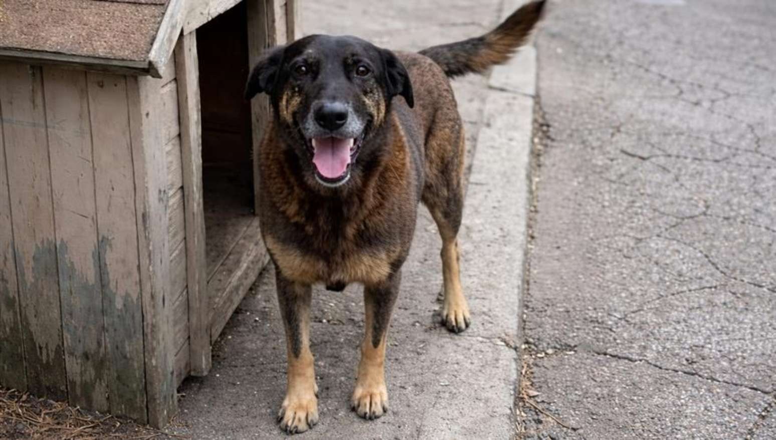Suspeitos por morte de Orelha, adolescentes tentaram afogar outro cachorro em SC; pais são indiciados Suspeitos por morte de Orelha, adolescentes tentaram afogar outro cachorro em SC; pais são indiciados